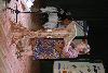 dsc_0123_t1.jpg