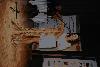 dsc_0146_t1.jpg