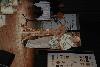 dsc_0150_t1_1.jpg
